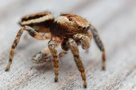 Attēlu rezultāti vaicājumam “Evarcha falcata male”