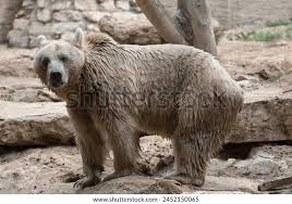 Attēlu rezultāti vaicājumam “Ursus arctos”