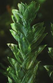 Attēlu rezultāti vaicājumam “Plagiothecium laetum”