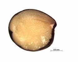 Attēlu rezultāti vaicājumam “Trifolium spadiceum fruit”