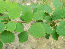 Attēlu rezultāti vaicājumam “Contarinia petioli”