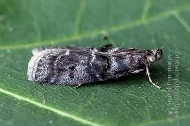 Attēlu rezultāti vaicājumam “Ortholepis betulae”