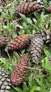 Attēlu rezultāti vaicājumam “Pinus ponderosa fruit”