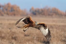 Image result for Milvus milvus