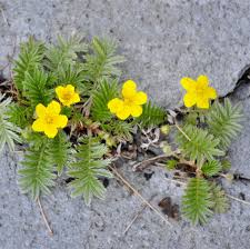 Attēlu rezultāti vaicājumam “Argentina anserina”