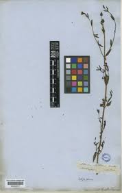 Image result for Alonsoa liniflora