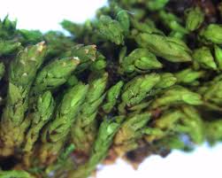 Attēlu rezultāti vaicājumam “Orthotrichum speciosum sporophyte”