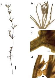 Attēlu rezultāti vaicājumam “Chara globularis”