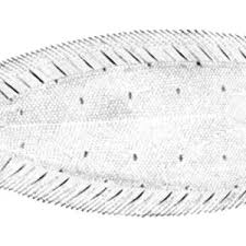 Image result for Glyptocephalus cynoglossus