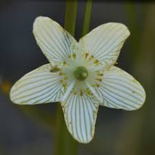 Attēlu rezultāti vaicājumam “Parnassiaceae”