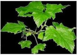 Attēlu rezultāti vaicājumam “Ribes nigrum leaf”