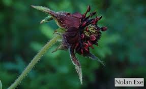 Attēlu rezultāti vaicājumam “Comarum palustre”