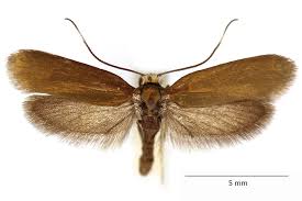 Attēlu rezultāti vaicājumam “Roeslerstammia erxlebella”