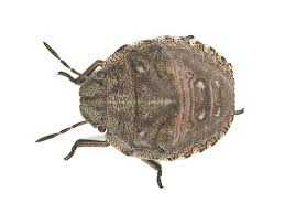 Attēlu rezultāti vaicājumam “Eurygaster testudinaria”