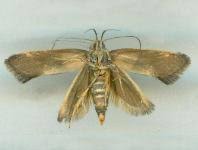 Attēlu rezultāti vaicājumam “Oecophoridae”