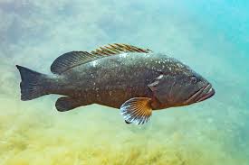 Image result for Epinephelus marginatus