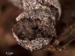 Attēlu rezultāti vaicājumam “Didymium melanospermum macro”