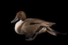 Attēlu rezultāti vaicājumam “Anas acuta male”