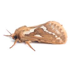 Attēlu rezultāti vaicājumam “Hepialidae”