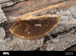 Attēlu rezultāti vaicājumam “Coriolopsis trogii”