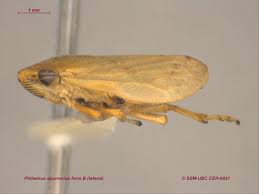 Attēlu rezultāti vaicājumam “Philaenus spumarius”