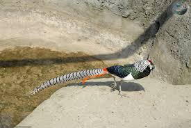 Image result for Chrysolophus amherstiae