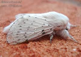 Attēlu rezultāti vaicājumam “Cribraria languescens”