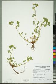 Attēlu rezultāti vaicājumam “Medicago lupulina”