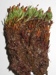 Attēlu rezultāti vaicājumam “Pogonatum urnigerum”