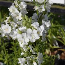 Image result for Polemonium coeruleum album