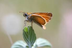 Attēlu rezultāti vaicājumam “Thymelicus sylvestris female”