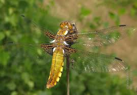 Attēlu rezultāti vaicājumam “Libellula depressa female”