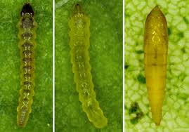 Attēlu rezultāti vaicājumam “Gracillariidae”