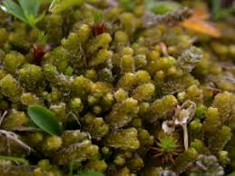 Attēlu rezultāti vaicājumam “Barbilophozia lycopodioides”