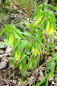 Attēlu rezultāti vaicājumam “Uvularia grandiflora”