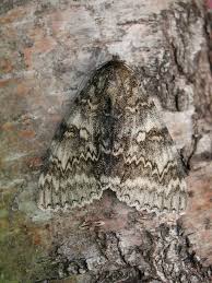 Attēlu rezultāti vaicājumam “Catocala fraxini”