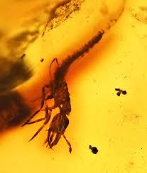 Attēlu rezultāti vaicājumam “Raphidioptera larva”