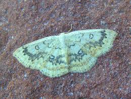 Attēlu rezultāti vaicājumam “Cyclophora annularia”