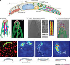 Attēlu rezultāti vaicājumam “Enteridium variabile plasmodium”