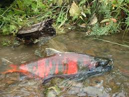 Image result for Oncorhynchus