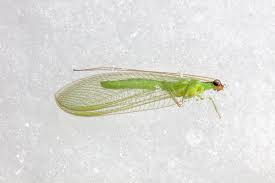 Attēlu rezultāti vaicājumam “Chrysopidae”