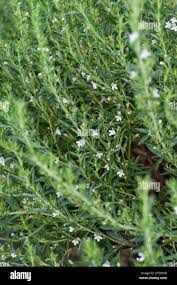 Image result for Bohnenkraut