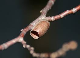 Attēlu rezultāti vaicājumam “Diprionidae cocoon”
