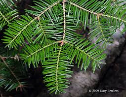 Attēlu rezultāti vaicājumam “Abies balsamea”