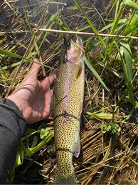 Image result for Oncorhynchus clarkii