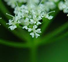 Attēlu rezultāti vaicājumam “Aegopodium podagraria flower”