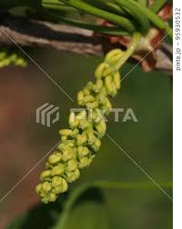 Attēlu rezultāti vaicājumam “Ginkgo biloba male flower”