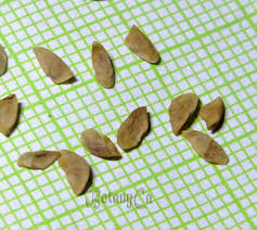 Attēlu rezultāti vaicājumam “Pedicularis sceptrum-carolinum leaf”