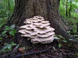 Attēlu rezultāti vaicājumam “Climacodon septentrionalis”