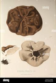 Attēlu rezultāti vaicājumam “Discina perlata”